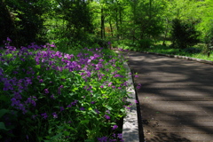 ムラサキハナナ_新宿御苑