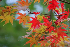 紅葉_新宿御苑