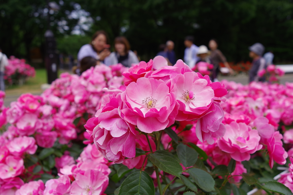 バラ_代々木公園