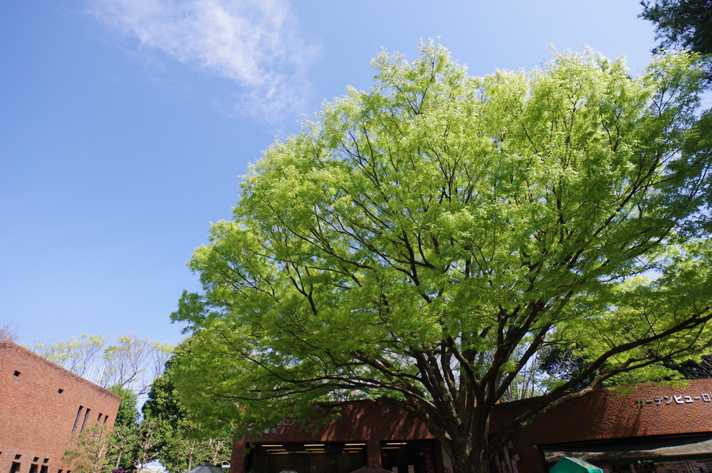 欅_神代植物公園