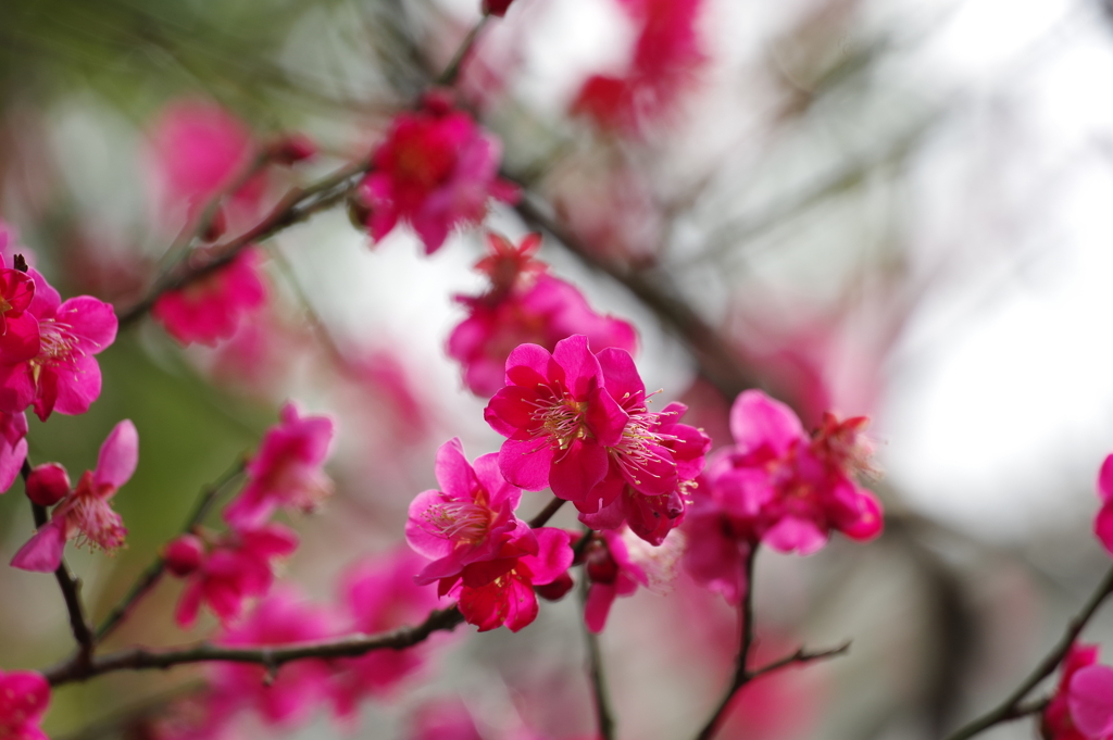 梅_哲学堂公園