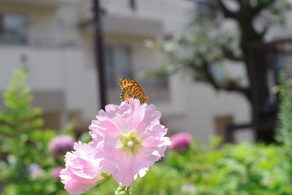 タチアオイにヒョウモン_子安天満宮