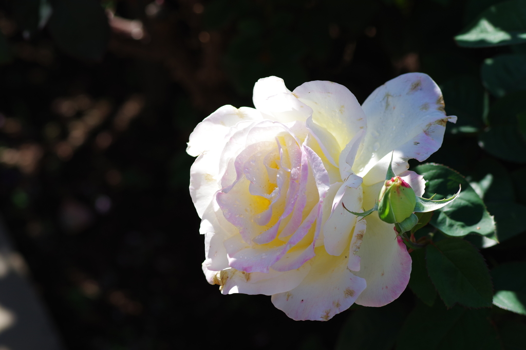 バラ_神代植物公園