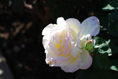 バラ_神代植物公園