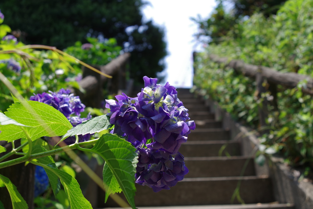 アジサイ_外濠公園