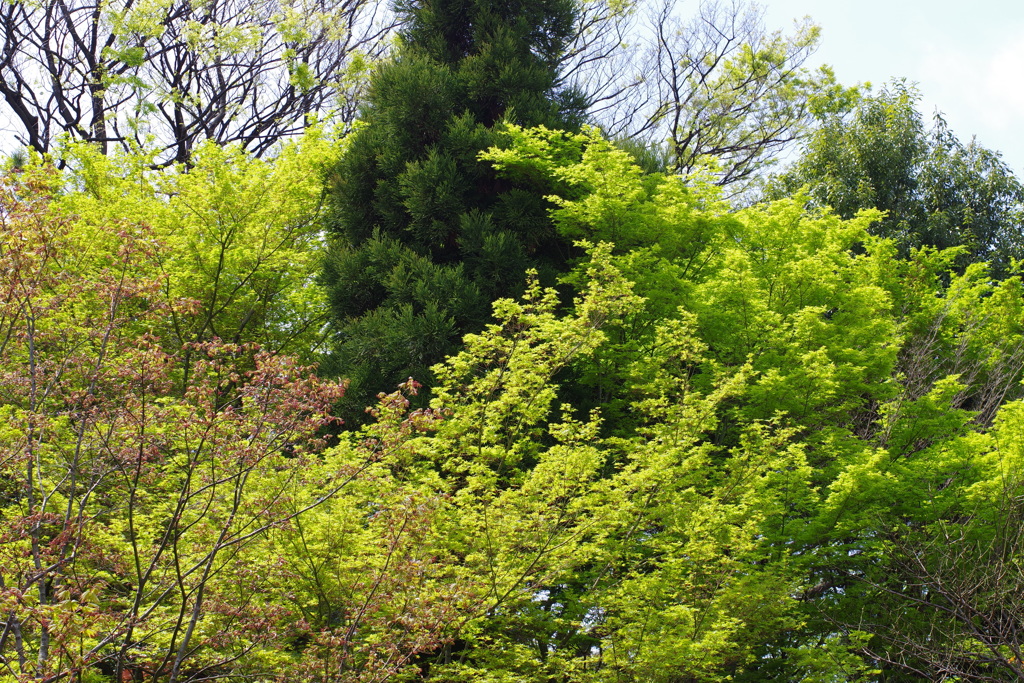 新緑_紅葉山公園