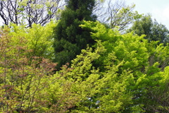 新緑_紅葉山公園