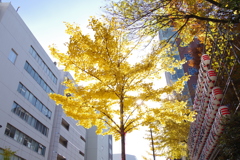 黄金色の光_花園神社