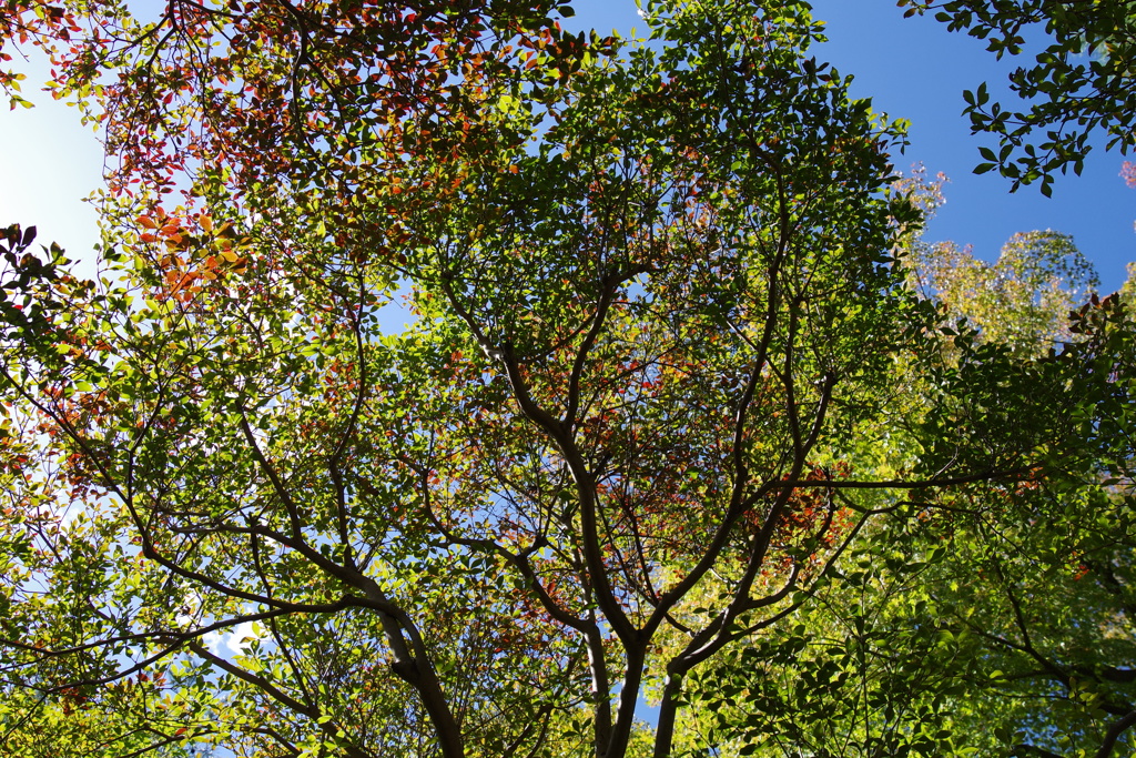 紅葉_旧古河庭園