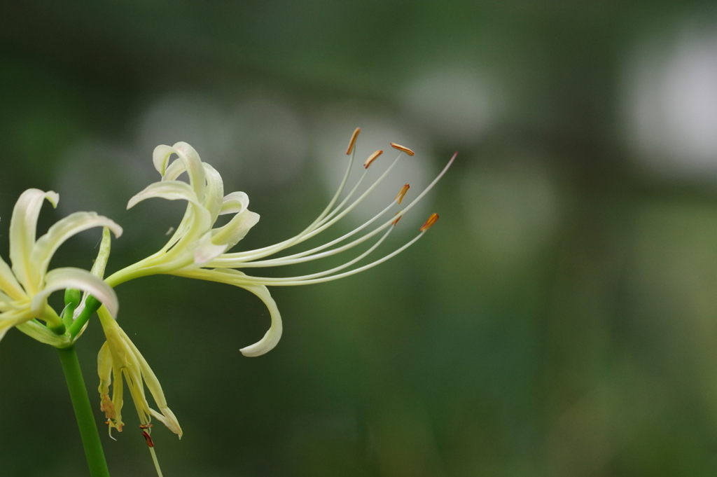 白花曼殊沙華_新宿御苑