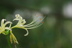 白花曼殊沙華_新宿御苑