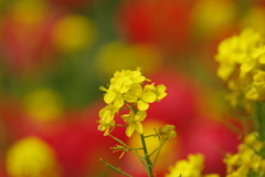 菜の花_代々木公園