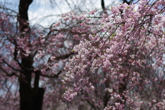 八重紅枝垂_神代植物公園