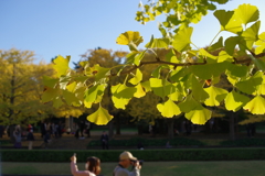 イチョウ並木_国営昭和記念公園