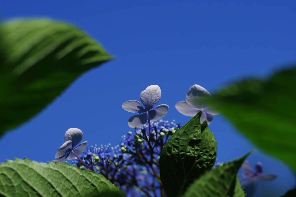 紫陽花_妙法寺