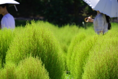 コキア_昭和記念公園