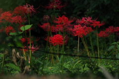 ヒガンバナ_神代植物公園