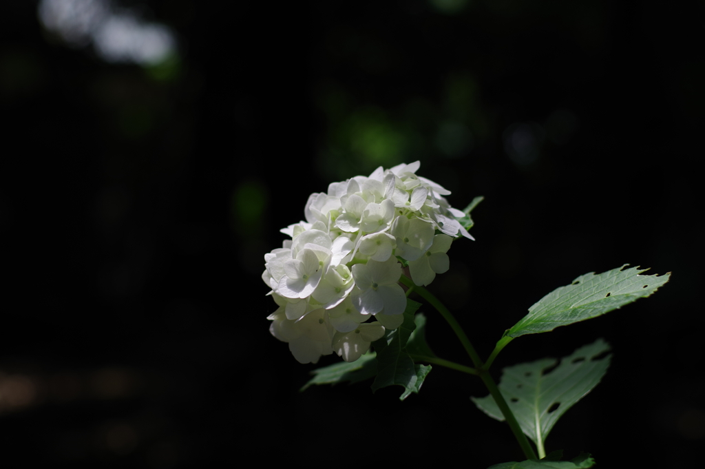 紫陽花_妙法寺