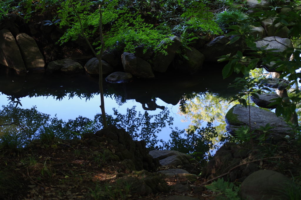 撮る人_旧古河庭園