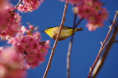 ヒマラヤ桜にメジロ_新宿御苑