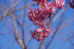 河津桜_新宿御苑