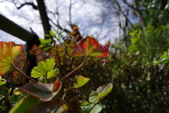 ゼラニウム_林芙美子記念館