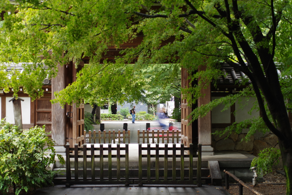 カエデ_高円寺