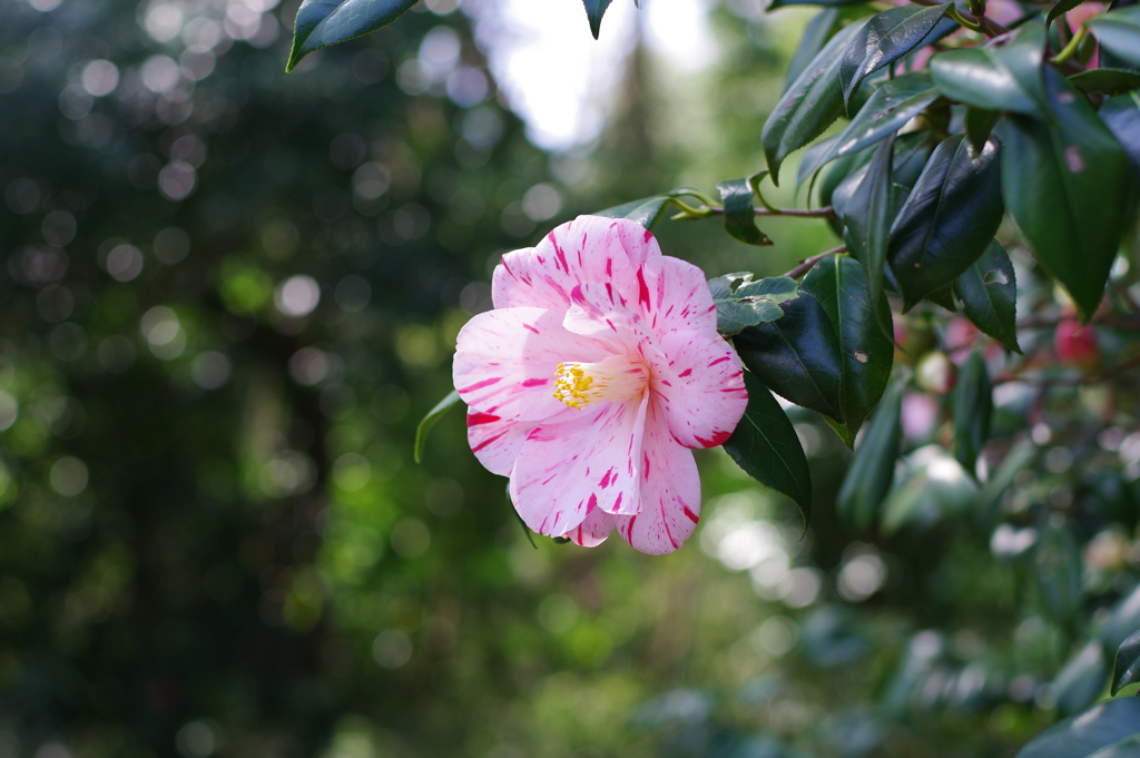 椿_神代植物公園