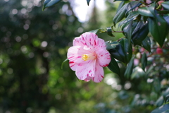 椿_神代植物公園