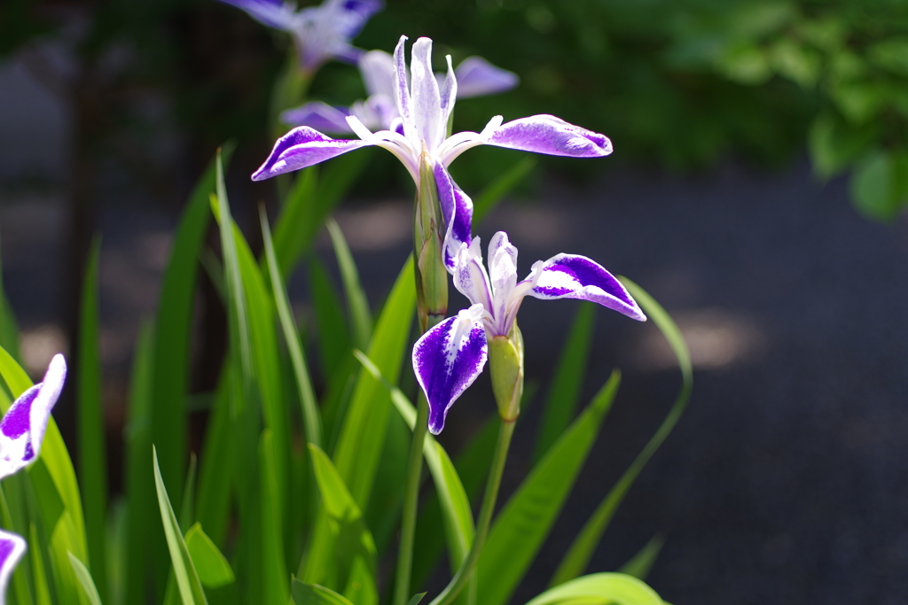 カキツバタ_阿佐ヶ谷神明宮