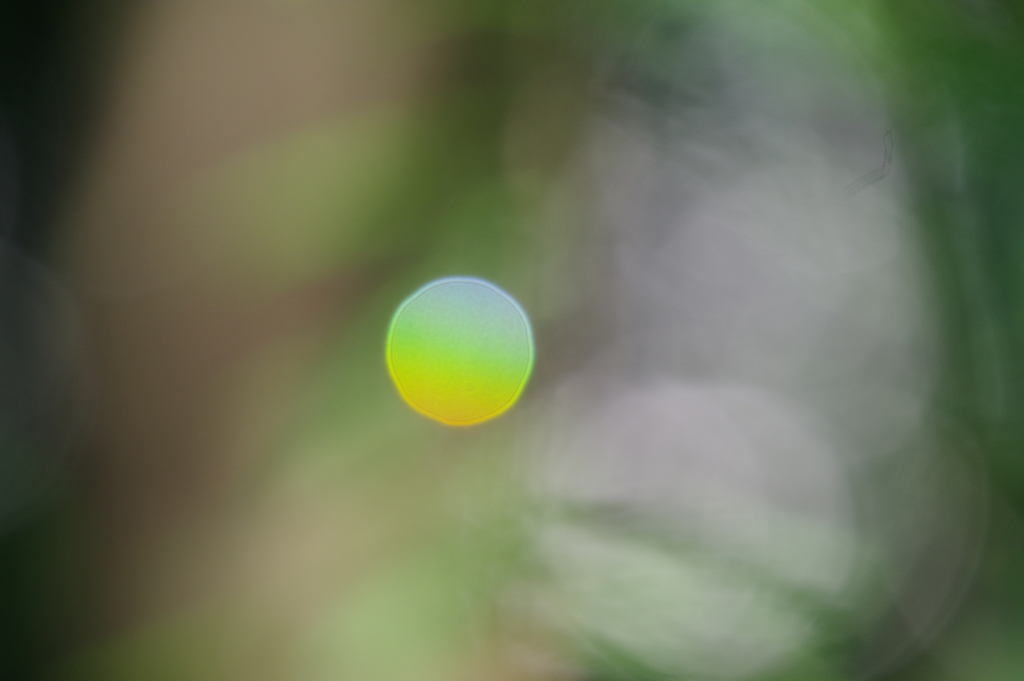 夏の光