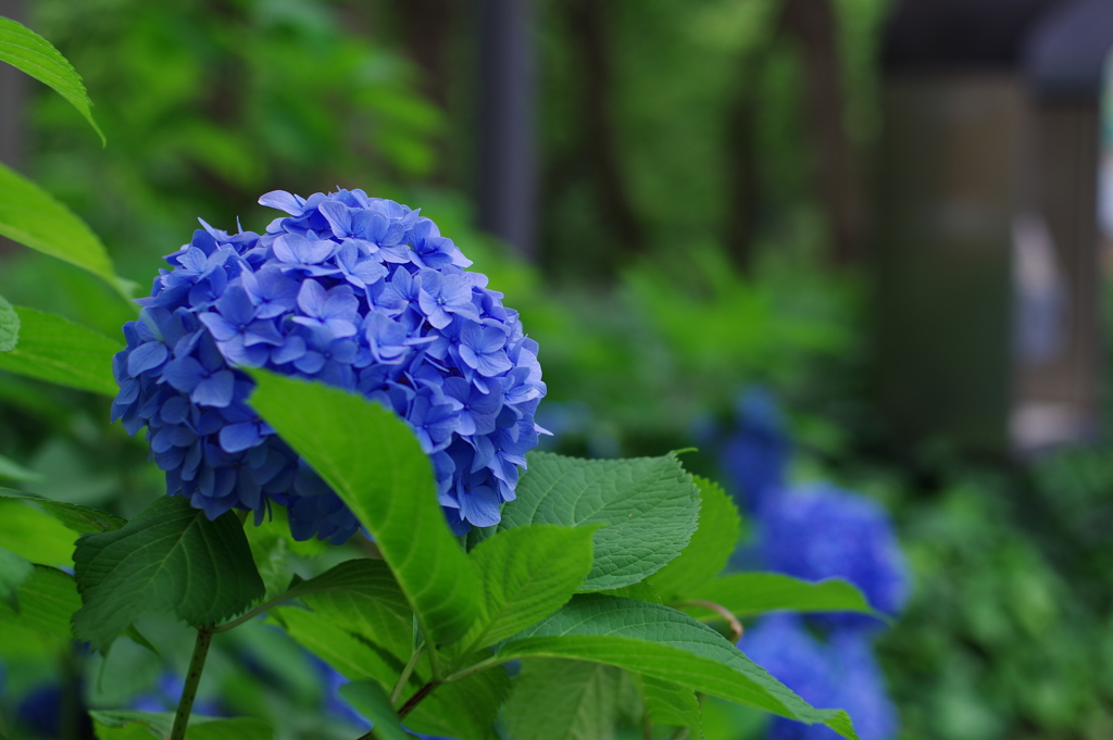 紫陽花_新宿中央公園