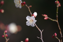 梅_哲学堂公園