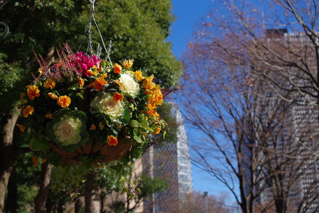 花吊り鉢_新宿中央公園