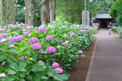 紫陽花_妙法寺