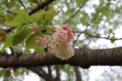 御衣黄_都市農業公園