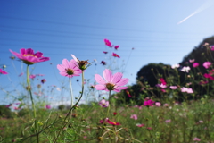 コスモス_小金井公園