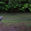 アオサギ_栗林公園