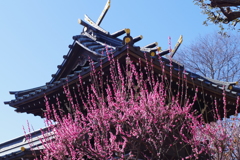 梅_白山神社(文京区)