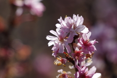 十月桜_新宿御苑