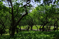 梅園_新宿御苑