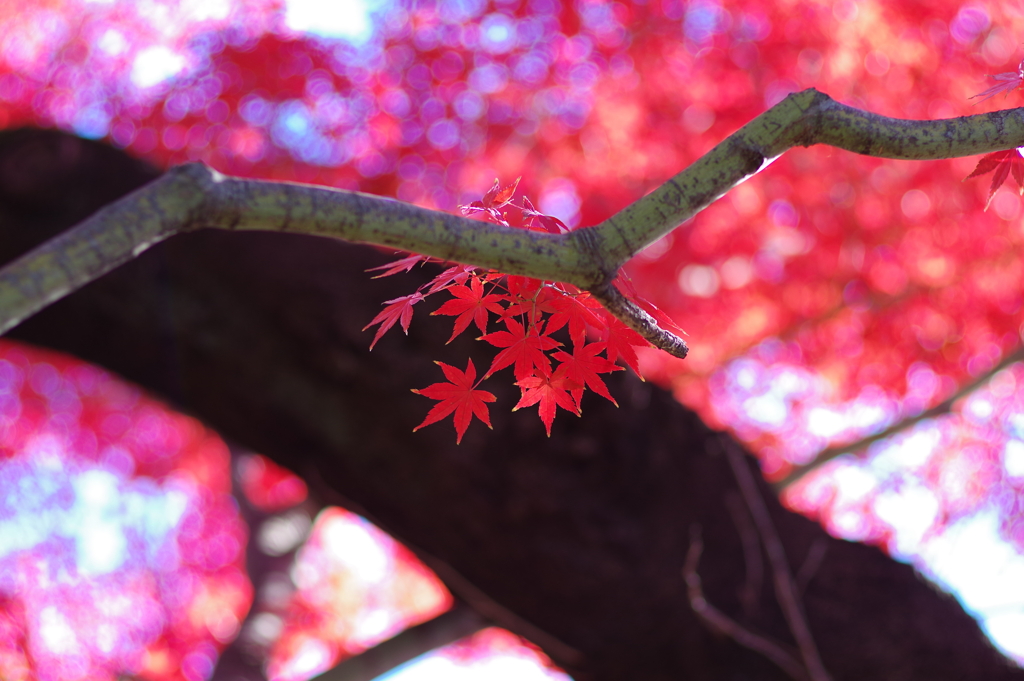 紅葉_林芙美子記念館4