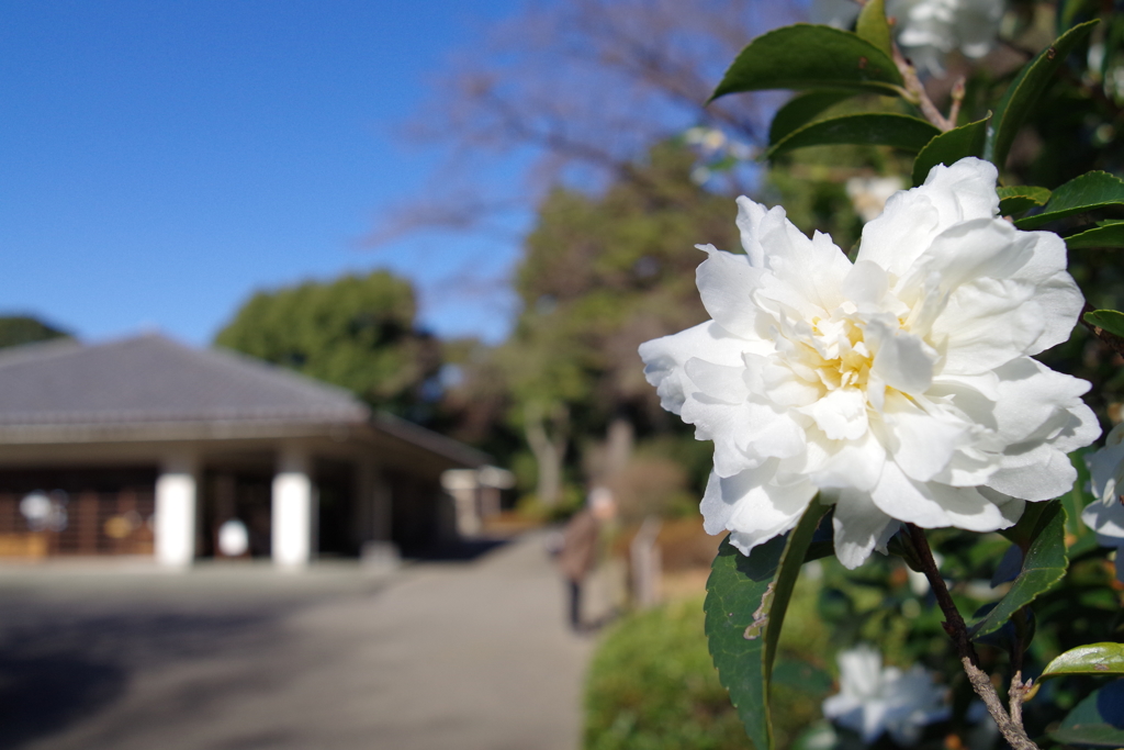 サザンカ_皇居東御苑