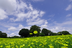 レモンブライト_昭和記念公園