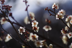 梅_神代植物公園
