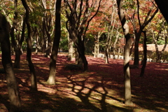 楓林_北の丸公園