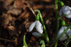 スノードロップ_神代植物公園