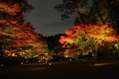 紅葉ライトアップ_太田黒公園