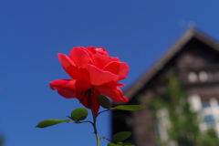 バラ_旧古河庭園