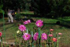 ダリア_神代植物公園